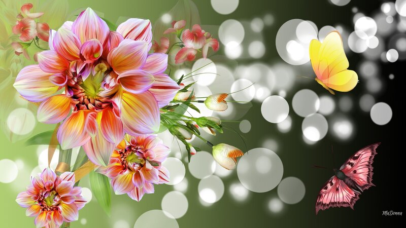 Dahlia Flowers and Butterflies