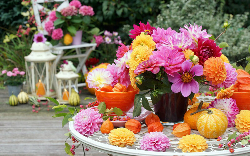Dahlia Flowers and Pumpkins