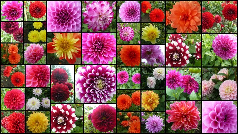 Dahlia Flowers Collage
