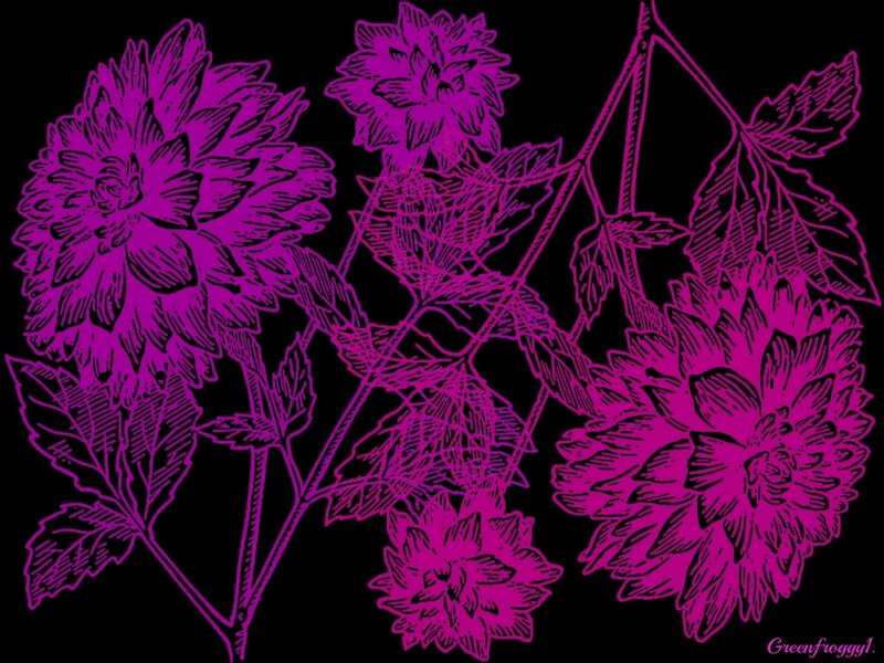Dahlia Flowers Illustration
