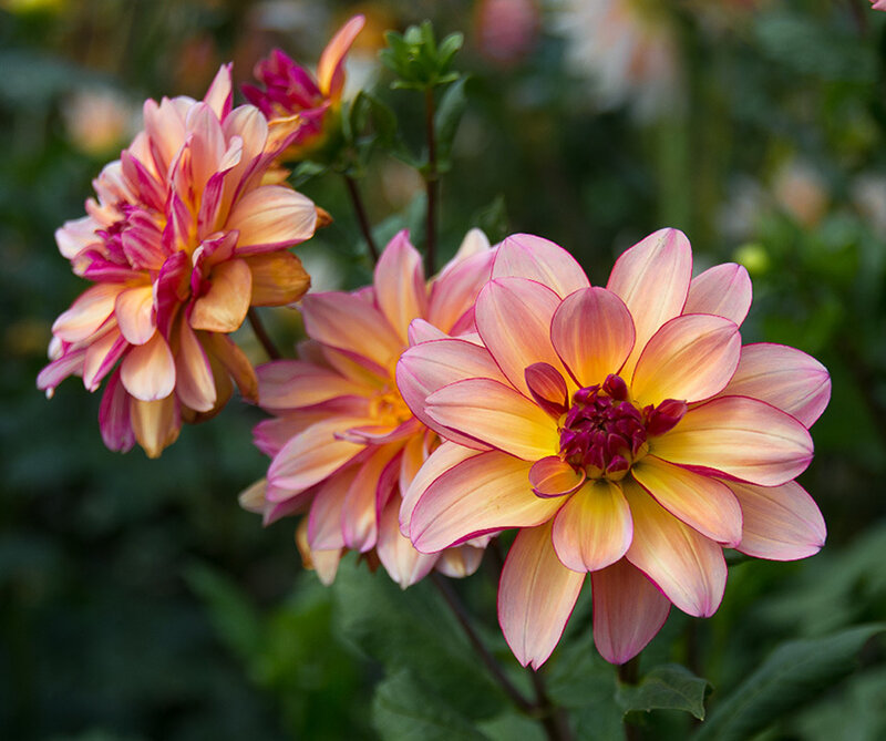 Dahlia Flowers in Bloom — Pink, Calm