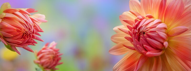Dahlia Flowers in Bloom — Pink, Serene