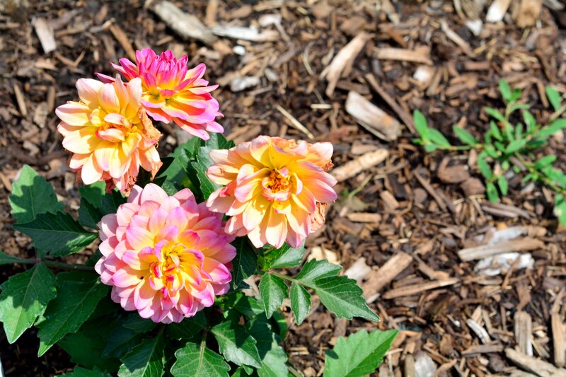 Dahlia Flowers in Bloom — Pink