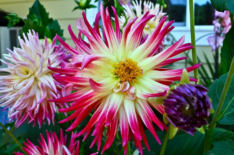 Dahlia Flowers in Bloom — Pink, Vibrant