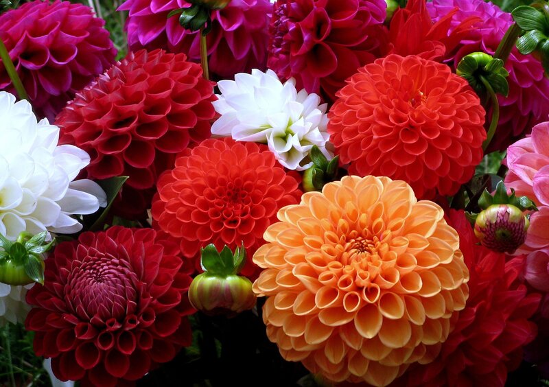 Dahlia Flowers in Bloom — Red