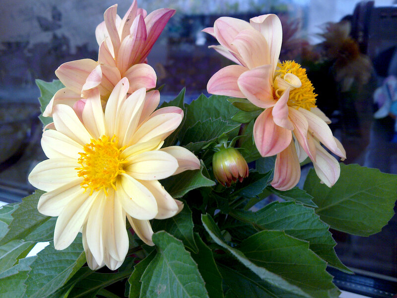 Dahlia Flowers in Bloom