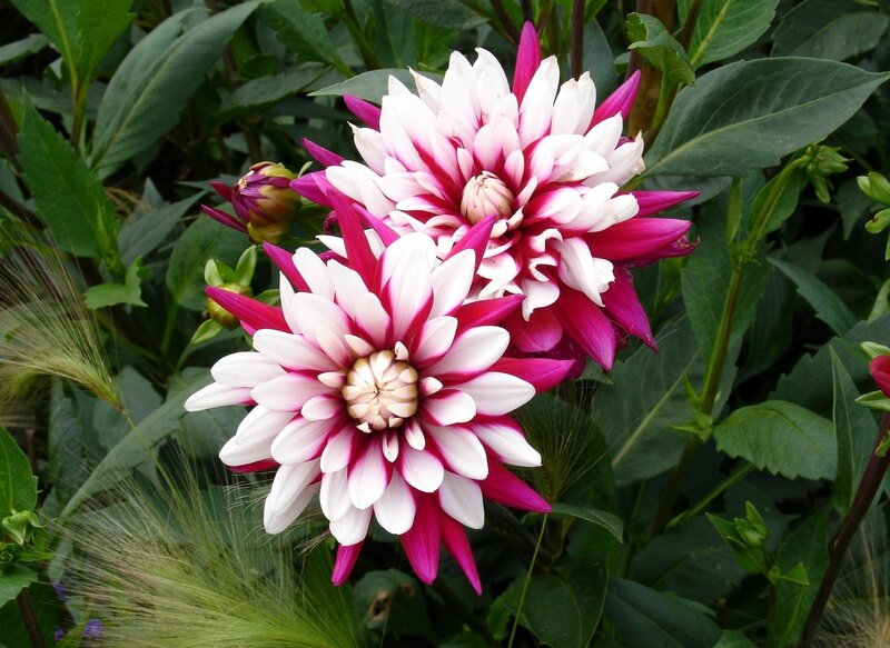 Dahlia Flowers in Bloom — White