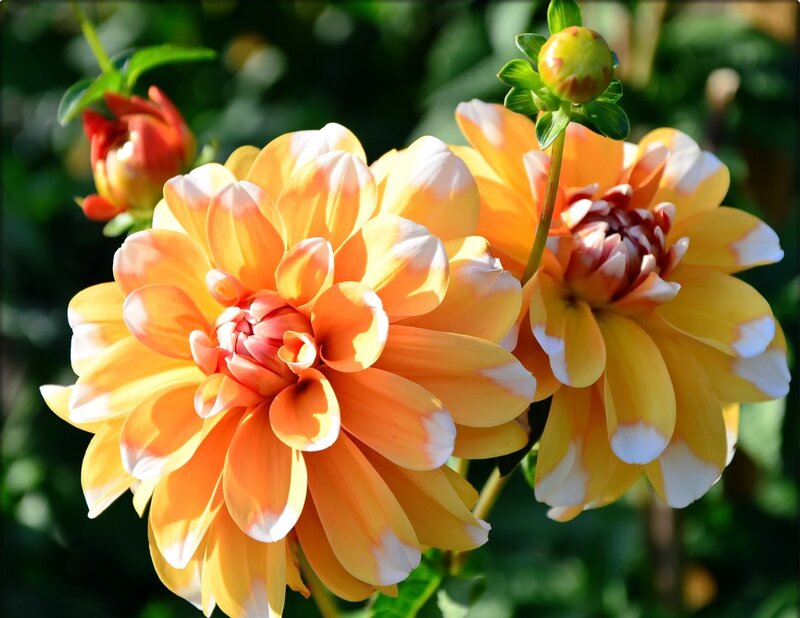 Dahlia Flowers in Bloom — Yellow, Bright