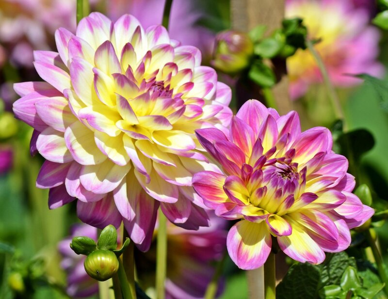 Dahlia Flowers in Bloom — Yellow