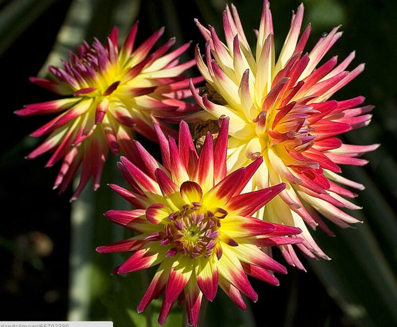 Dahlia Flowers in Bloom — Yellow, Vibrant