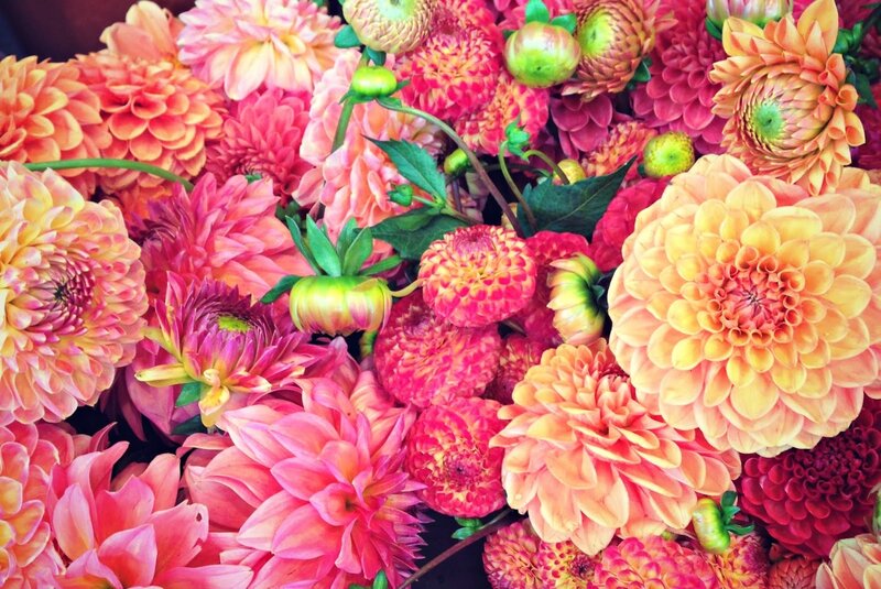Dahlia Flowers in Bouquet — Pink