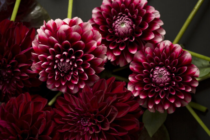 Dahlia Flowers in Bouquet — Purple