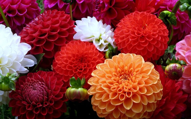 Dahlia Flowers in Bouquet