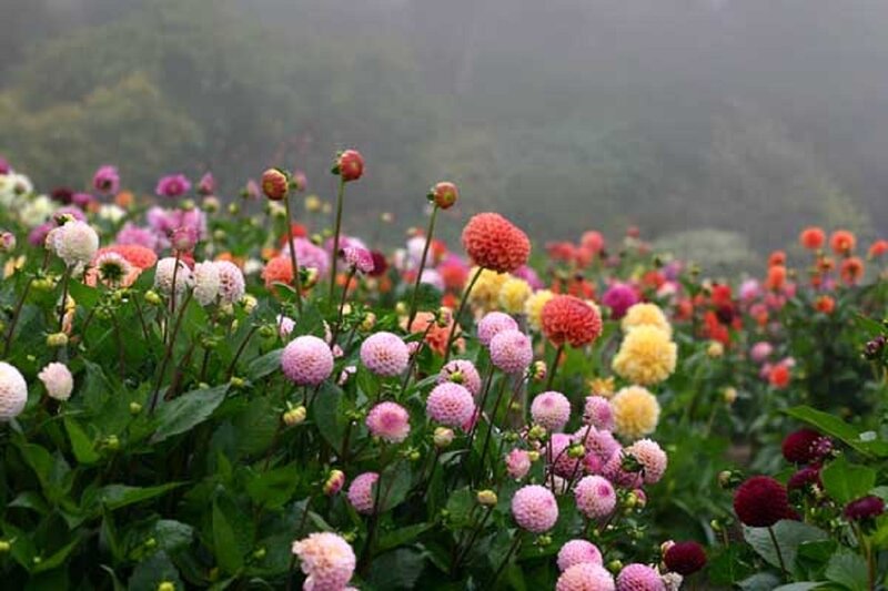 Dahlia Flowers in Field