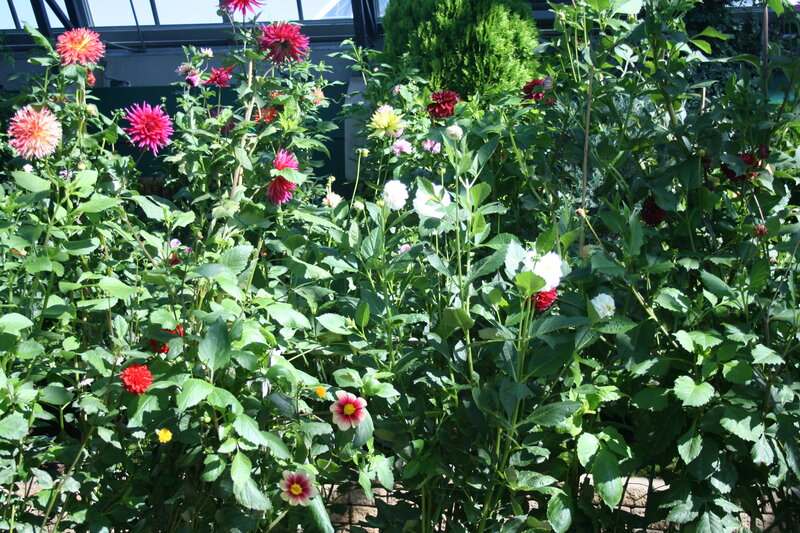 Dahlia Flowers in Garden — Green, Bright, Afternoon