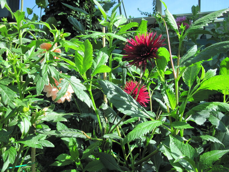 Dahlia Flowers in Garden — Green, Bright