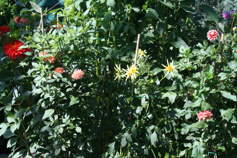 Dahlia Flowers in Garden — Green, Natural, Afternoon