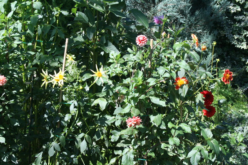 Dahlia Flowers in Garden — Green, Serene, Afternoon, Photograph, Leaves, Stems