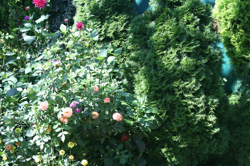 Dahlia Flowers in Garden — Green, Serene, Afternoon, Photograph, Shrubs, Greenery