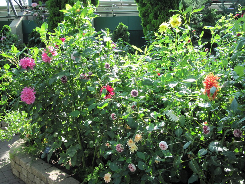 Dahlia Flowers in Garden — Green, Serene, Afternoon