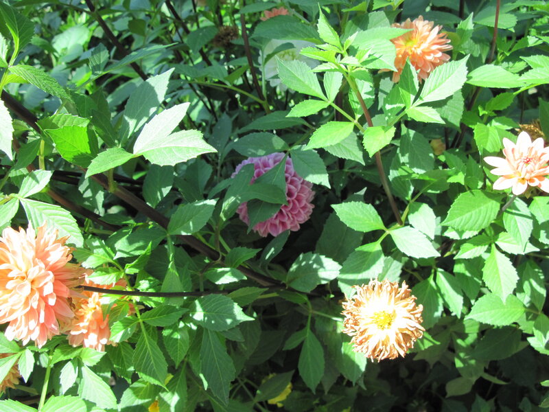 Dahlia Flowers in Garden — Green, Serene