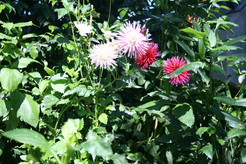 Dahlia Flowers in Garden — Green