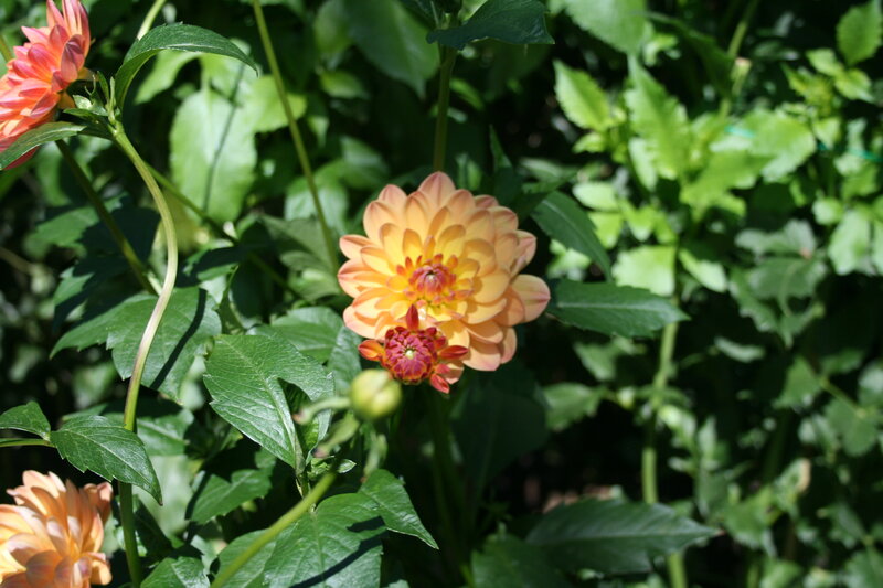 Dahlia Flowers in Garden — Orange