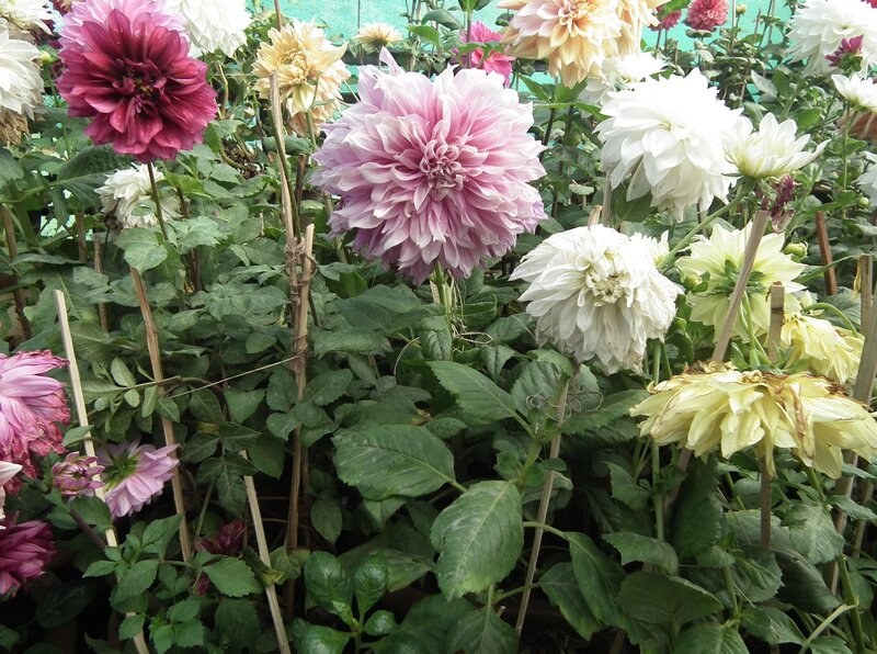 Dahlia Flowers in Garden — Pink, Calm