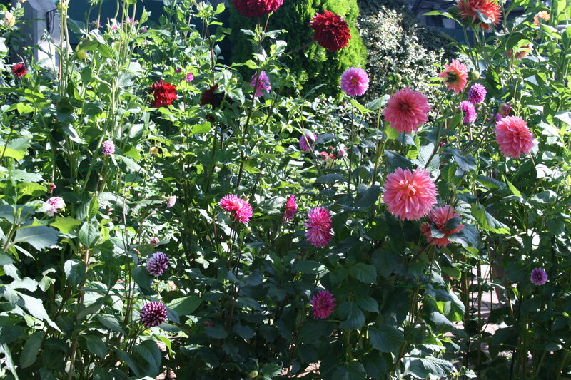 Dahlia Flowers in Garden — Pink, Serene, Afternoon