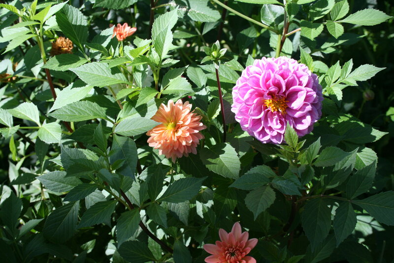 Dahlia Flowers in Garden — Pink, Serene