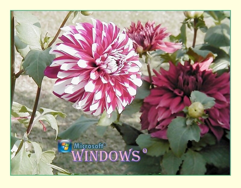 Dahlia Flowers in Garden — Pink