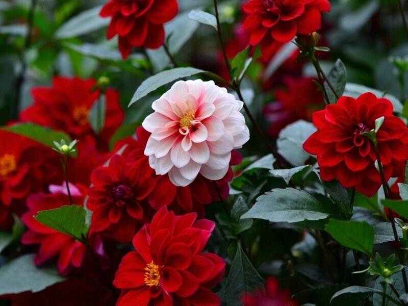 Dahlia Flowers in Garden — Red, Calm