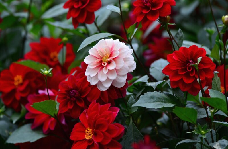 Dahlia Flowers in Garden — Red, Natural