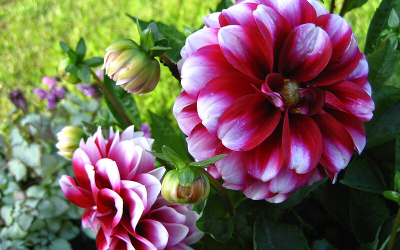 Dahlia Flowers in Garden — Red, Serene