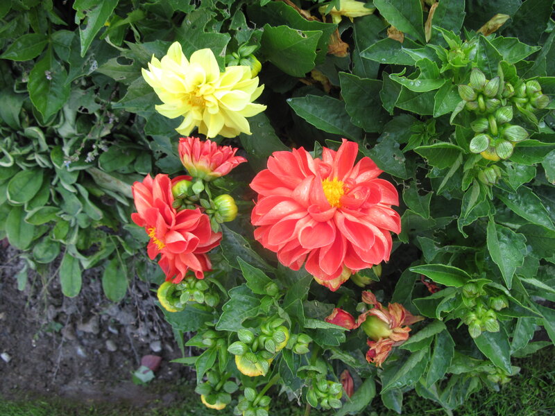 Dahlia Flowers in Garden — Red