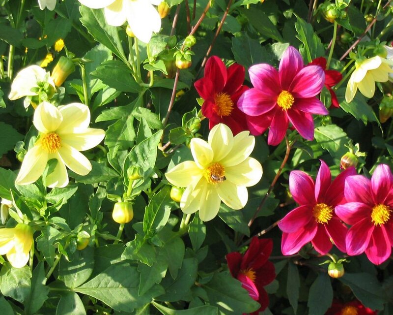 Dahlia Flowers in Garden