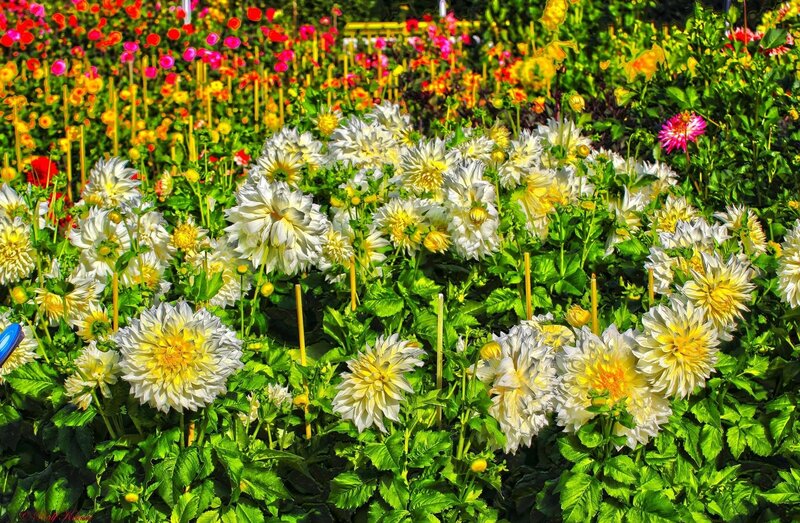 Dahlia Flowers in Garden — White