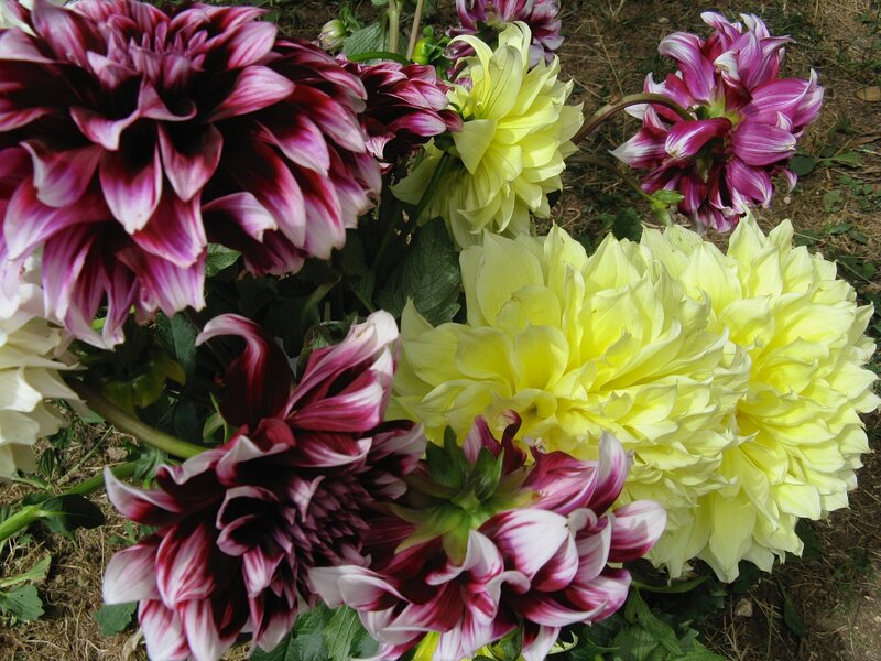 Dahlia Flowers in Garden — Yellow, Calm
