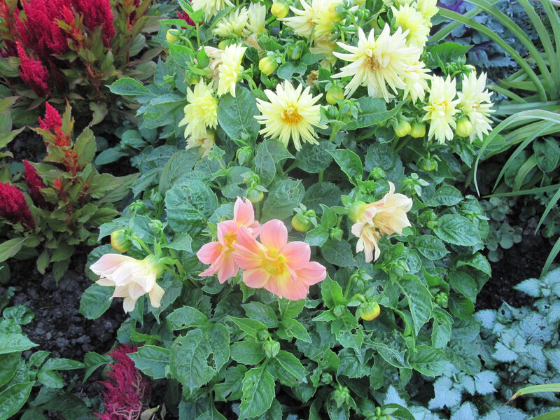 Dahlia Flowers in Garden — Yellow