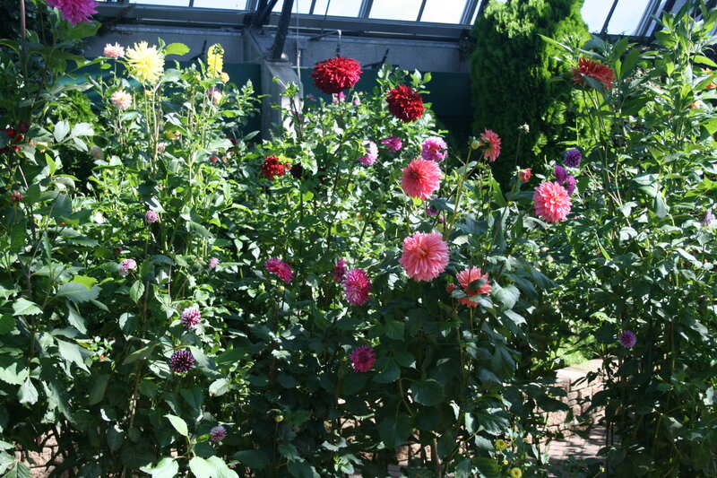 Dahlia Flowers in Greenhouse — Green, Serene, Afternoon