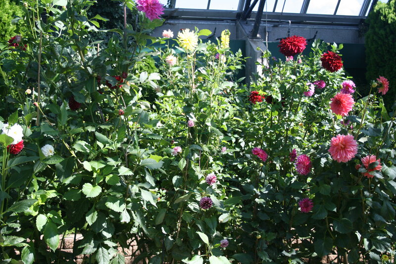 Dahlia Flowers in Greenhouse — Green