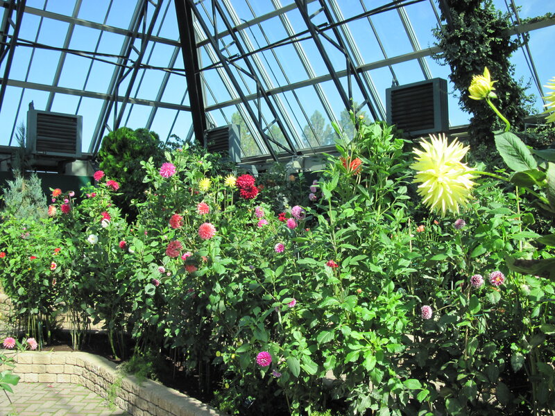 Dahlia Flowers in Greenhouse