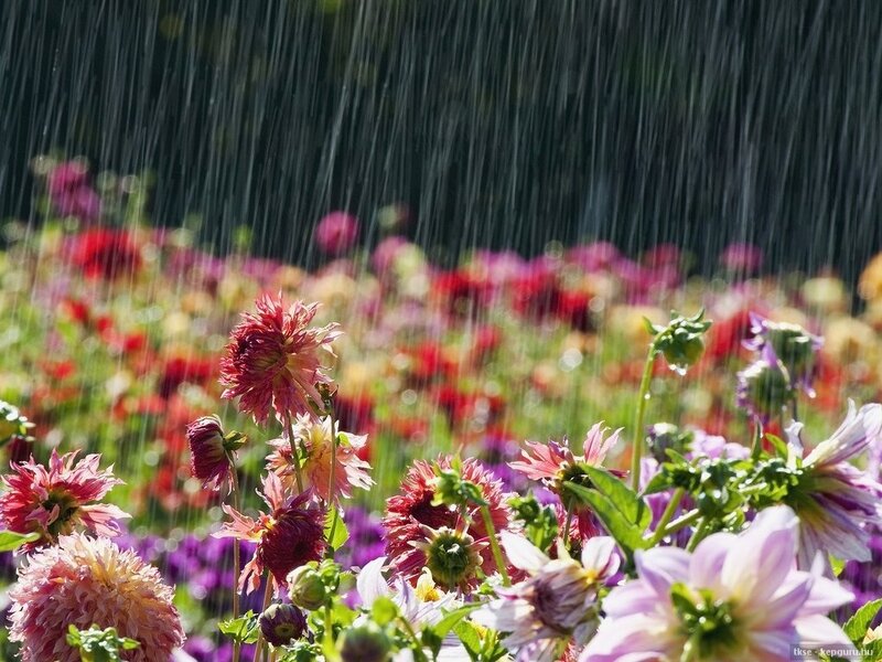 Dahlia Flowers in Rain