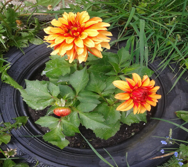 Dahlia Flowers in Tire
