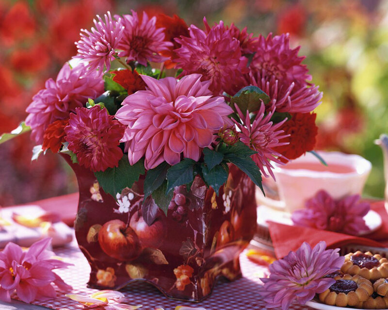 Dahlia Flowers in Vase — Pink