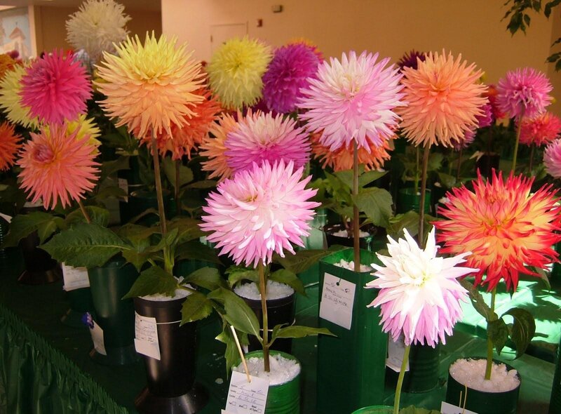 Dahlia Flowers on Display