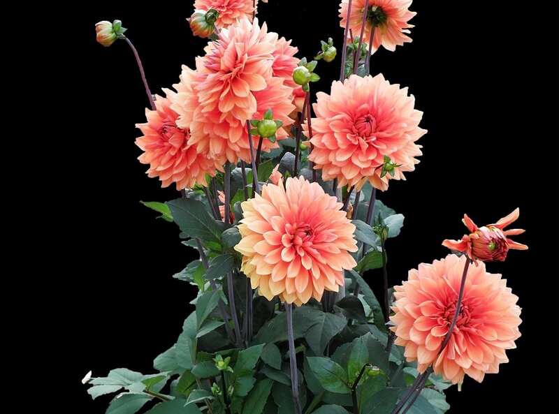 Dahlia Flowers on Stems