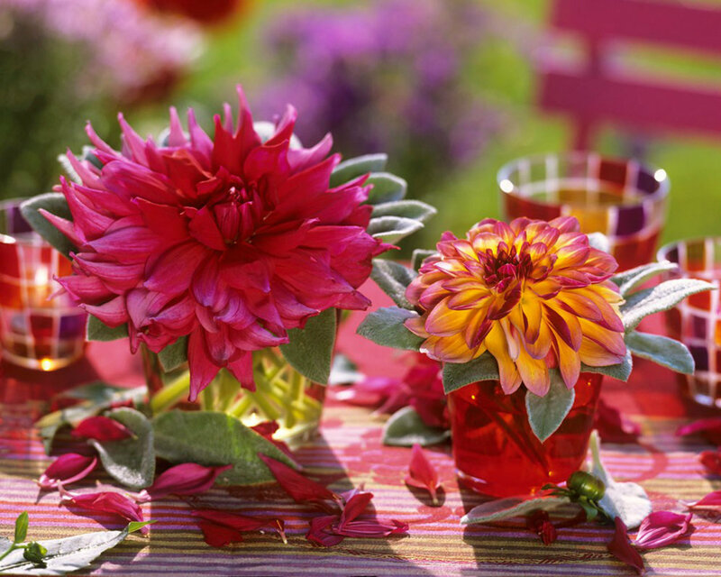 Dahlia Flowers on Table