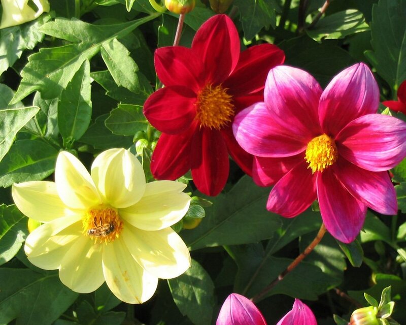 Dahlia Flowers with Bee