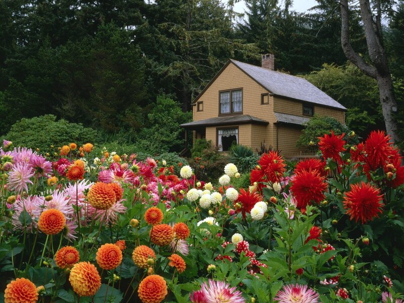 Dahlia Garden with House — Red, Serene